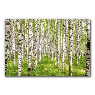 Akustikbild mit Birkenwald