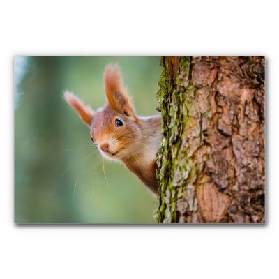 Akustikbild Eichhörnchen in der Nahaufnahme am Baumstamm