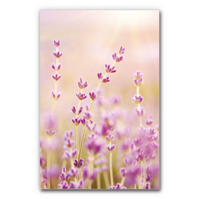 Akustikbild Naturmotiv in Violett mit Lavendelpflanzen und rosé-violetten Farbtönen, schallminderndes Wandbild für ruhige und ästhetische Raumakustik.