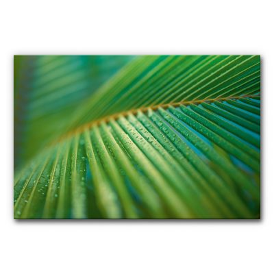 Akustikbild beruhigende Naturfotografie mit Makroaufnahme eines grünen Blattes, sichtbare Blattadern und kleine Wassertropfen, natürliches schallminderndes Wandbild.