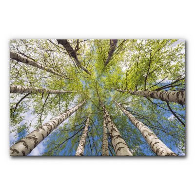 akustikbilder-manufaktur-akkustik-verbessern-hall-nachhall-weg-tools-raumklang-landschaft-wald-birke-III-3