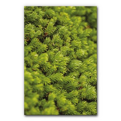 Akustikbild mit Moosbild als Motivdruck