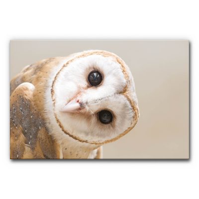 Design Akustikbild Tiermotiv Eule mit Nahaufnahme einer Eule, geneigter Kopf und Blickkontakt, weiche Naturfarben, schallminderndes Wandbild.