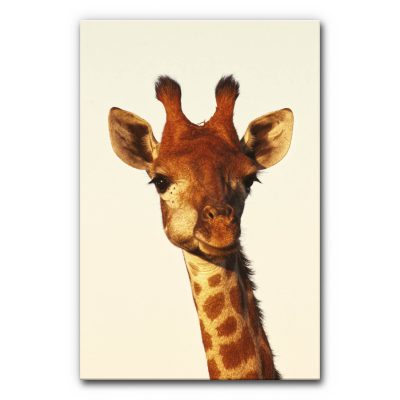akustikbilder-manufaktur-tiere-raumakustik-tierarzt-praxis-kinder-natur-afrika-schall-reduzieren-giraffe-say-hello-6