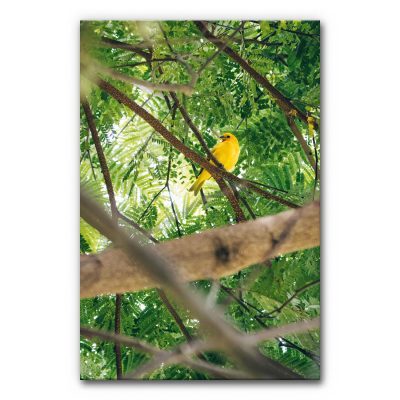 akustikbilder-schall-absorber-wand-dschungel-gelber-vogel-6