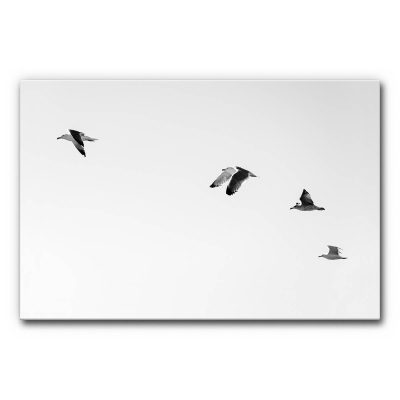 akustikbilder-schallabsorber-wandabsorber-raumschall-akustik-verbessern-motiv-natur-voegel-moeven-2-3