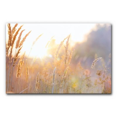 Design Akustikbild goldene Landschaft mit filigranen Gräsern im Gegenlicht, warmen Gelb- und Beigetönen und weicher Lichtstimmung, natürliches schallminderndes Wandbild.