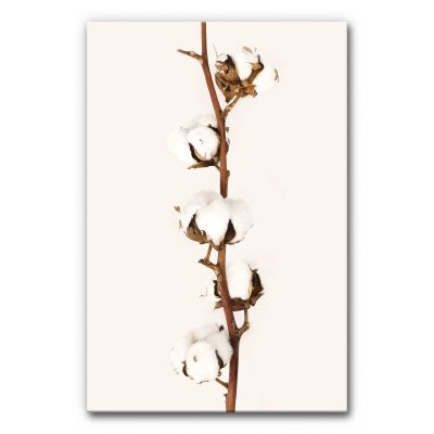 Akustikbild Baumwolle 2 zeigt einen Ast mit Baumwollblüten auf monotonen Hintergrund.