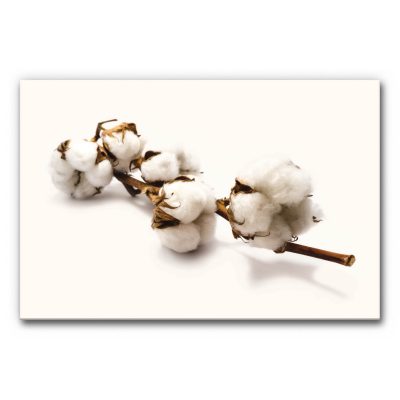 Akustikbild Baumwolle zeigt einen Ast mit Baumwollblüten auf weißem Hintergund.