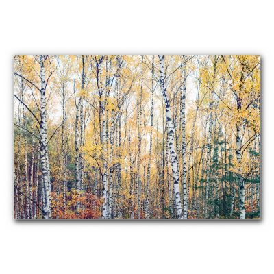 Raumakustik Bild herbstlicher Birkenwald zeigt zahlreiche schlanke Birkenstämme und Herbstlaub, die dicht nebeneinander stehen und ansprechende Waldszene bilden.