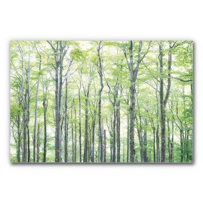 Schallabsorberbild Buchen