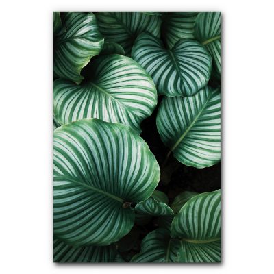 Akustikbild Grüner Dschungel