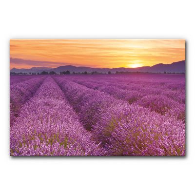 Akustikbild Lavendelfeld mit Sonnenuntergang