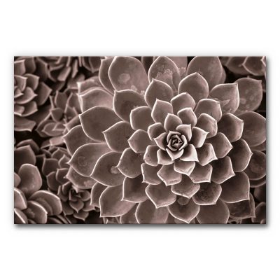 Akustikbild Agave III - eine Nahaufnahme einer Agave in bräunlichen Look.