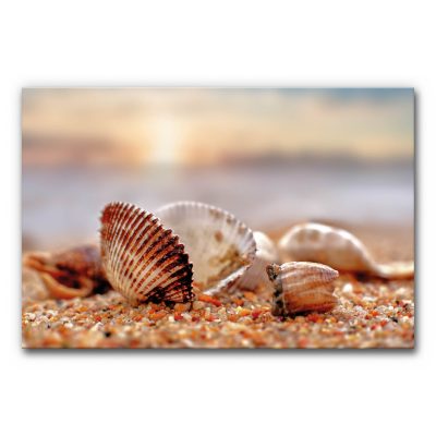 Akustikbild Muschel am Strand mit mehreren Muscheln im feinen Sand, warmes Sonnenlicht und weicher Hintergrund, ruhiges maritimes Motiv zur schallmindernden Wandgestaltung.