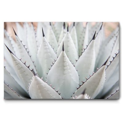 raumakustik-wandbild-natur-motiv-agave-schallabsortion-sprache-3-120x80-A0