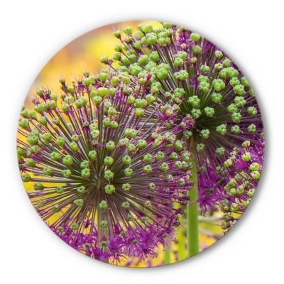 Rundes Akustikbild Allium - Rund