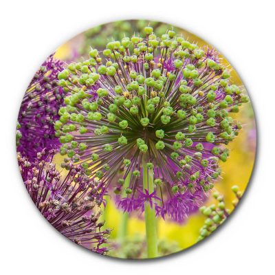 Akustikbild Allium 2 - Rund
