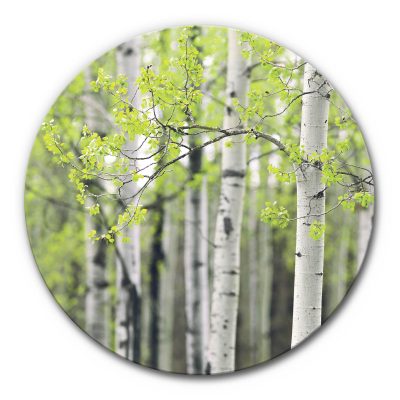 rundes Akustikbild Birke