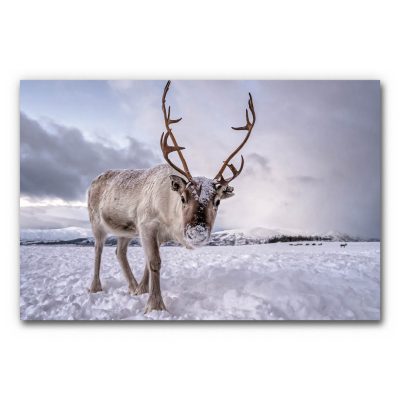 Akustikbild Rentier - Ein Foto mit einem Rentier im Vordergrund und einer Schneelandschaft im Hintergrund. Der Kopf des Rentieres ist im Mittelpunkt und schaut in die Kamera. Sein Körper ist leicht seitlich nach links gedreht.