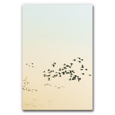 schallabsorber-akustikbild-wand-schallschutz-vogelschwarm-neu-6