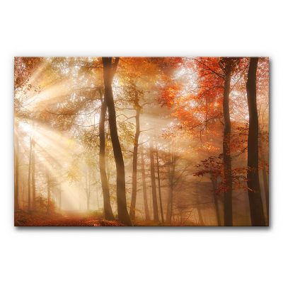 Akustikbild Herbstwald