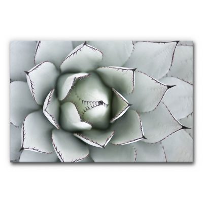 Akustikbild Agave als Closeup in silber-grauen Farben