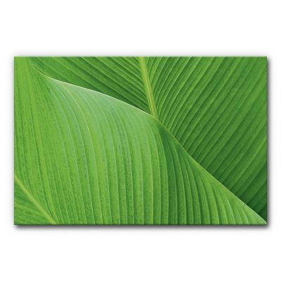 schallabsorber-design-akustikbilder-motiv-gruen-blatt-2-3