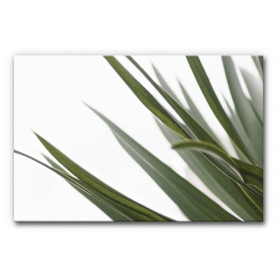 schallabsorber-motiv-druck-akustikbilder-wand-natur-gruen-palmenblatt-3