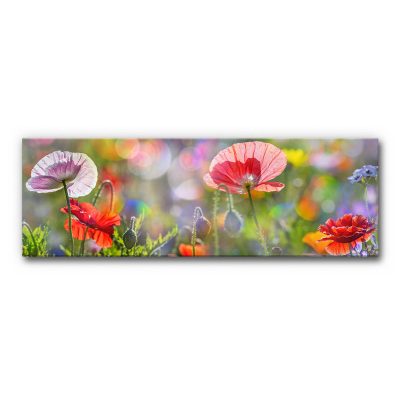 Panorama Akustikbild mit Mohnblüten