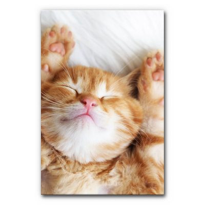 schallabsorber-tierarzt-praxis-kinderzimmer-kleintier-kleine-katze-6