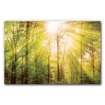 schallabsorber-wand-akustikbild-wald-1-2