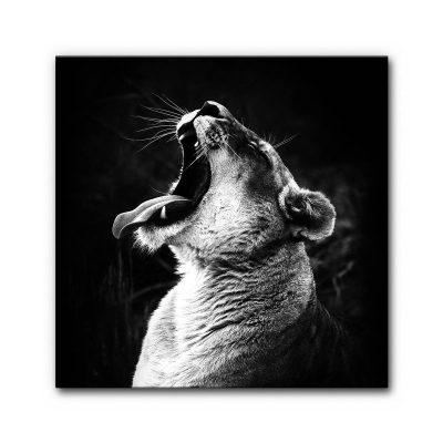 schallabsorber-wand-akustikbilder-motive-tiere-afrika-bruellender-loewe-w-