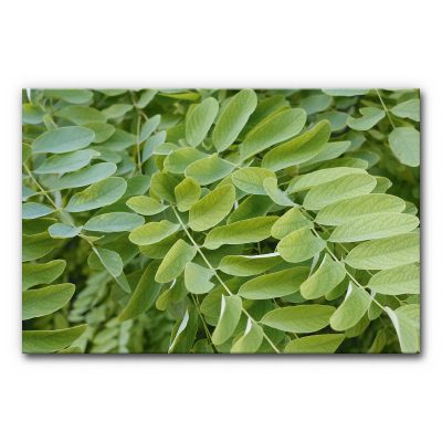 schallabsorber-wand-design-akustikbilder-raum-akkustik-hall-nachhall-motive-natur-gruen-blaetter-tanz-1-3