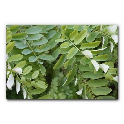 schallabsorber-wand-design-natur-akkustikbilder-schallschutz-buero-praxis-blaettertanz-2-3