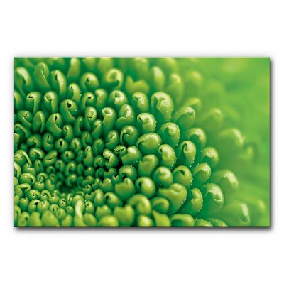 Akustikbild Chrysantheme als Closeup der inneren Blüte in sattem Grün