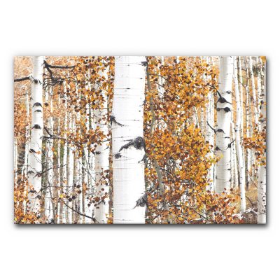 schallbilder-schallschutz-buero-akustikbilder-akustikelemente-raumakustik-motiv-landschaft-wald-birke-herbst-goldener-birkenwald-2