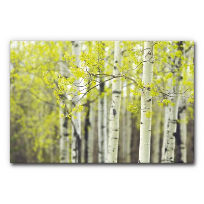 Akustikbild mit Birkenstämmen