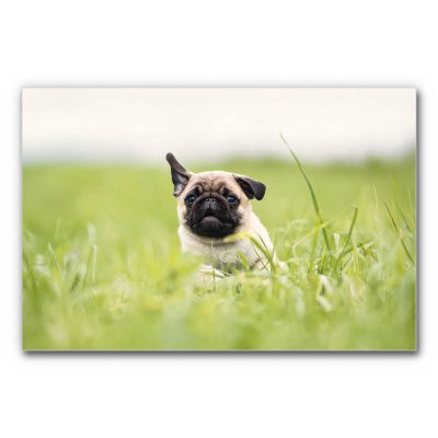 schallschutz-akustikbild-tierarztpraxis-mops-3