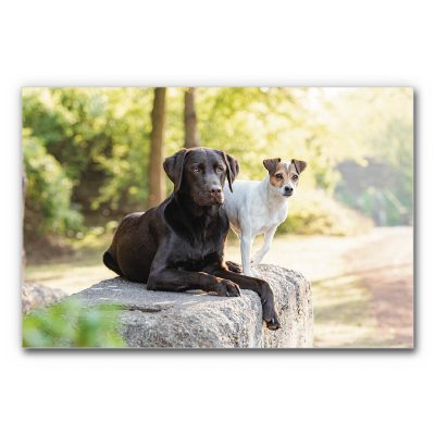 schallschutz-akustikbild-tierarztpraxis-zwei-hundefreunde-3