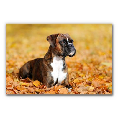 Akustikbild Boxer Herbst zeigt einen Hund, der auf einer Wiese voller Herbstlaub liegt.