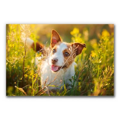 Das Akustikbild Entdecker Hund zeigt einen aufmerksam und freudig blickenden Hund, der inmitten einer hohen Wiese steht, während die tief stehende Sonne ihn in warmes Licht taucht.