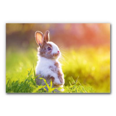 Akustikbild Feldwächter zeigt ein Kaninchen auf einer Wiese im Abendlicht.