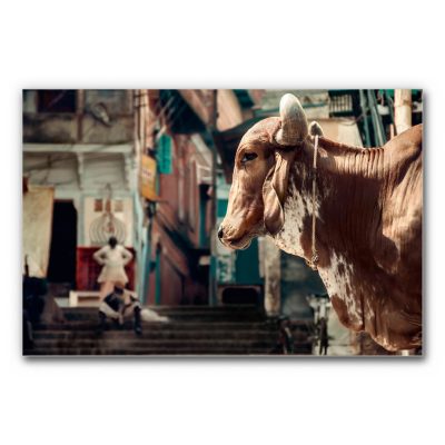 schallschutz-akustikbild-wand-motiv-tiere-holy-cow-3