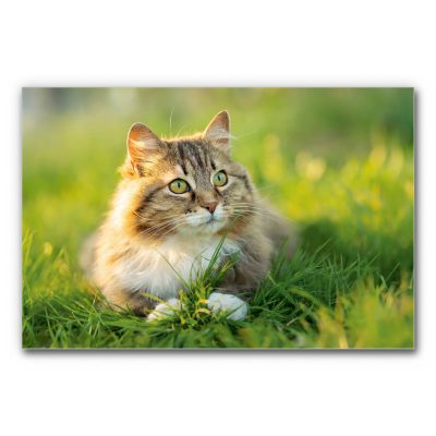 Akustikbild Grünauge zeigt eine Katze mit grünen Augen, die auf einer Wiese liegt.