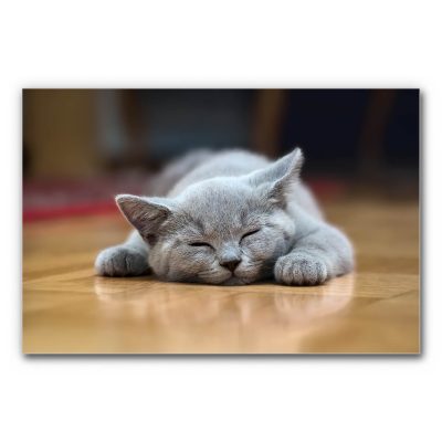 Akustikbild Schnarchnase zeigt eine schlafende Katze.