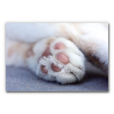 Akustikbild Katzenpfote ist eine Nahaufnahme einer Katzenpfote.
