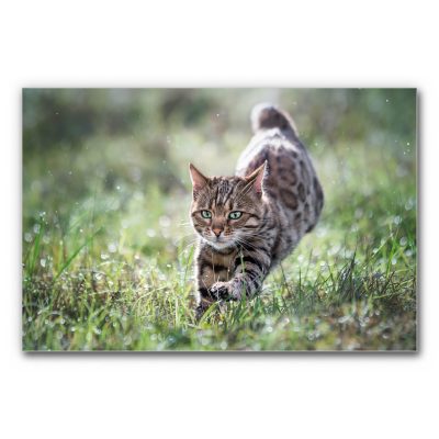 Das Akustikbild Katzenspurt zeigt eine fokussierte Katze, die bei leichtem Regen mit geschmeidiger Eleganz über eine nasse Wiese spurtet.