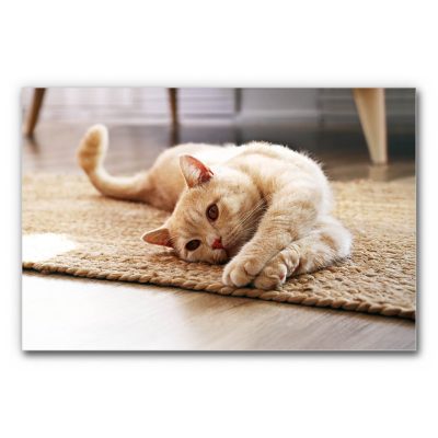 Akustikbild Katzenyoga zeigt eine Katze die auf dem Boden liegt und sich streckt.