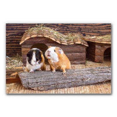 Akustikbild Meerschwein Duo zeigt ein Paar Meerschweine ihrem Gehege.